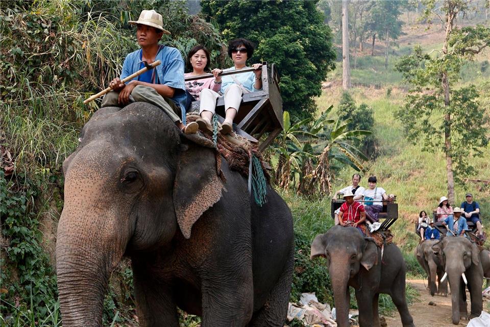 Noch immer werden Elefanten in Thailand für Touristenritte ausgebeutet - aber immer mehr Camps steigen auf eine tierfreundlichere Behandlung um. (Archivbild)picture alliance / dpa
