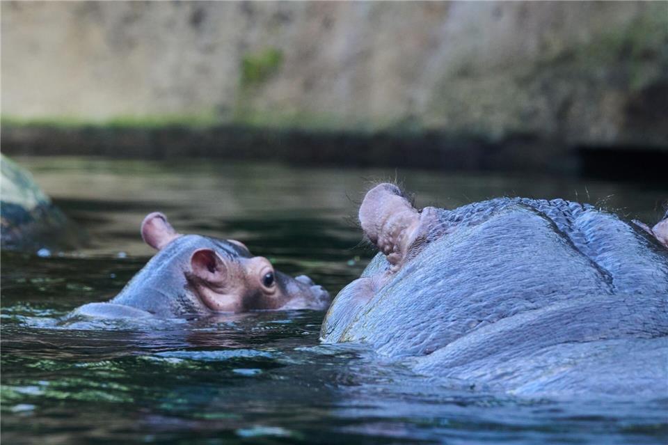 Noch ist das Flusspferd-Baby namenlos.Annette Riedl/dpa