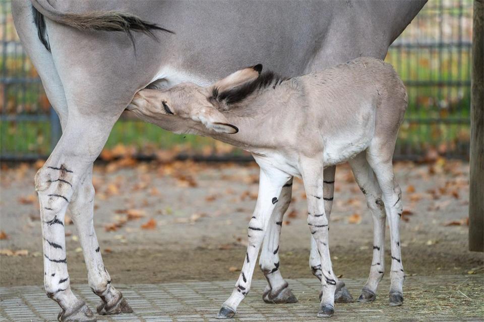 Noch ist das Fohlen auf die Milch seiner Mutter angewiesen.Birger Meierjohann/Wilhelma Stuttgart/dpa
