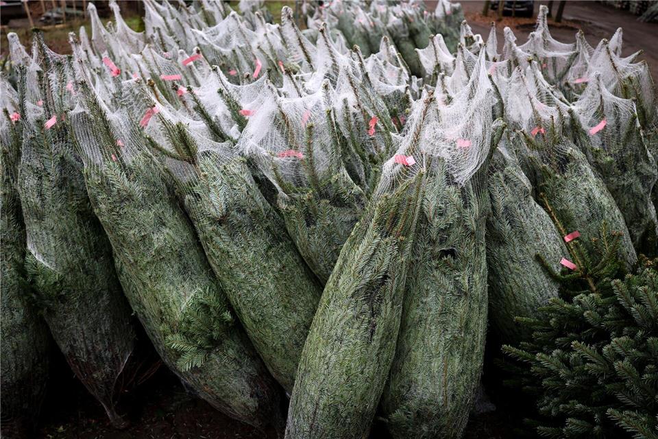 Noch ist die Auswahl an frisch geschlagenen Weihnachtsbäumen groß.Christian Charisius/dpa
