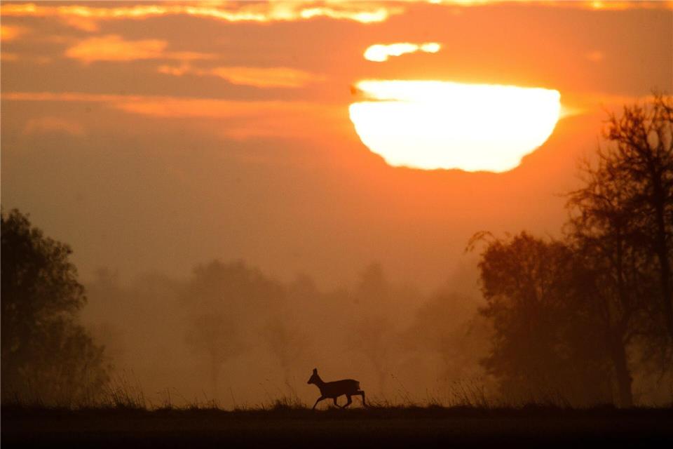 Noch ist es ganz idyllisch - doch wehe, Wild will die Straßenseite wechseln und Autofahrer können nicht mehr rechtzeitig reagieren.picture alliance/dpa