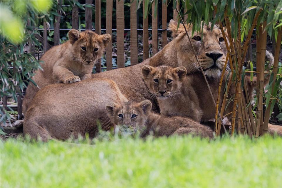 Noch können Besucherinnen und Besucher den Nachwuchs im Dortmunder Zoo nicht bestaunen. (Symbolbild)Rolf Vennenbernd/dpa