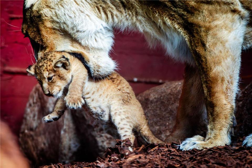 Noch können die Zoobesucher das Löwenbaby nicht sehen. Es wird von der Öffentlichkeit abgeschirmt.Jens Büttner/dpa