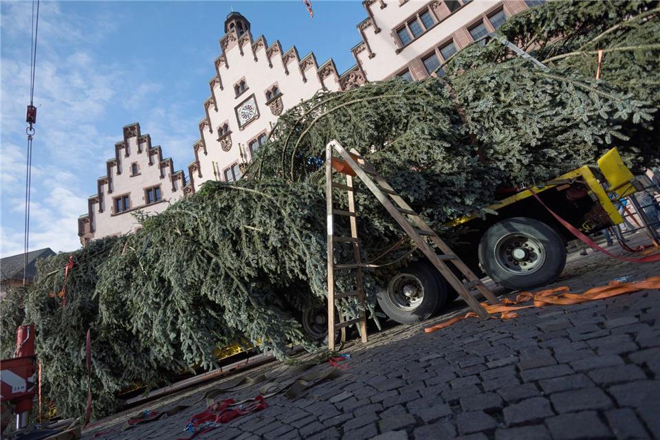 Noch liegt „Frau Holle“ - Der Weihnachtsbaum ist in Frankfurt angekommen.Hannes Albert/dpa