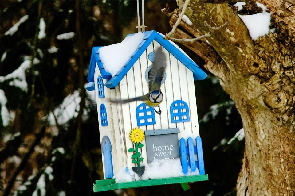 Noch liegt Schnee, aber bald beginnt die Brutzeit – höchste Zeit, um Nistkästen aufzuhängen.Stefan Jaitner/dpa/dpa-tmn