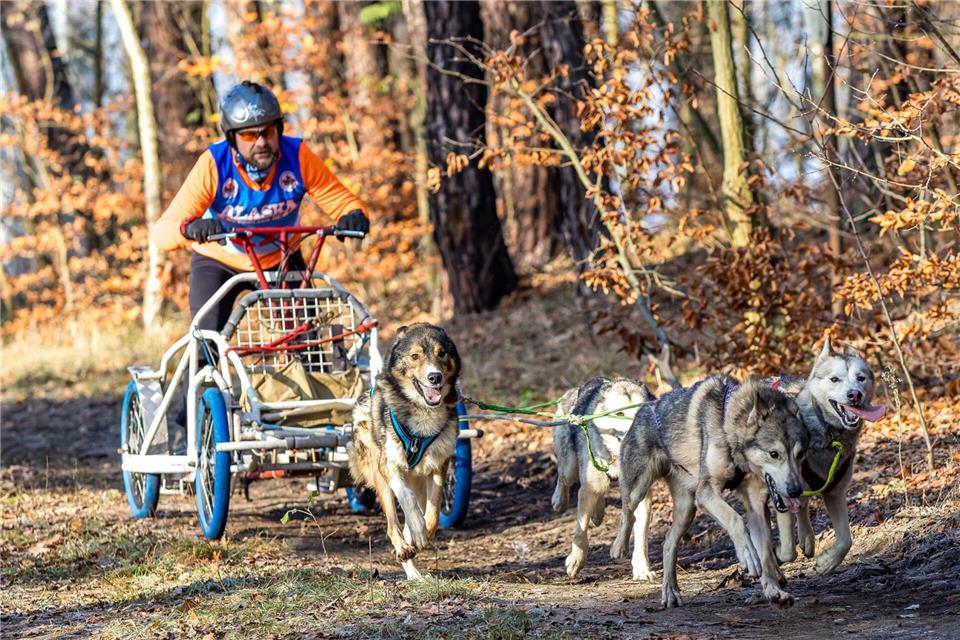 Noch ohne Schnee - das Schlittenhunde-Rennen in der Lausitz am Wochenende.Frank Hammerschmidt/dpa