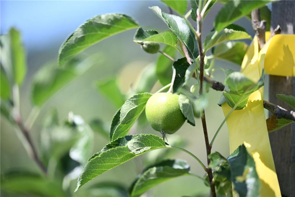 Noch sind die Äpfel grün. Im Herbst soll die erste größere Ernte beginnen. Felix Kästle/dpa