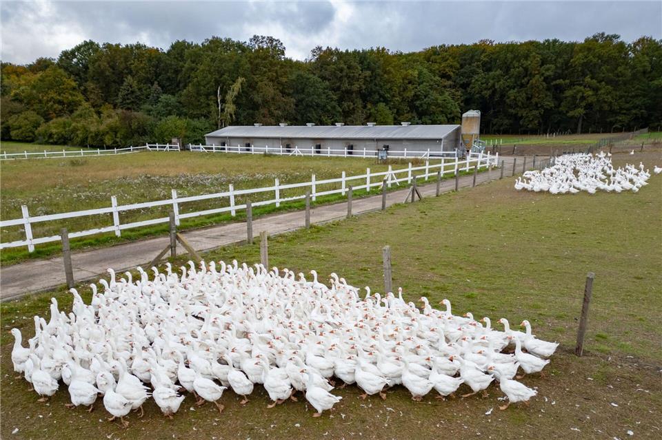 Gänsezüchter Eskildsen: Nur Impfung hilft gegen Vogelgrippe  Noch sind die Gänse auf der Weide. (Archivbild)Robert Michael/dpa