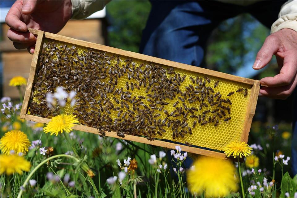 Noch sind die bayrischen Bienen auf der sicheren Seite. Experten rechnen aber damit, dass sie bald von einer neuen Milbe befallen werden. (Archivbild)Karl-Josef Hildenbrand/dpa