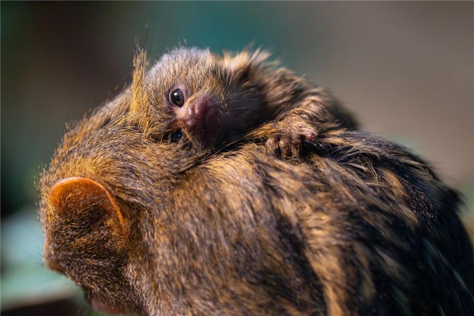 Noch wird das Jungtier rund um die Uhr herumgetragen. (Foto-Handout)Wilhelma Stuttgart/dpa