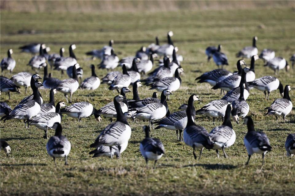 Nonnengänse können von Oktober bis Ende Februar zur Vergrämung auf Ackerflächen gejagt werden. (Symbolbild)Christian Charisius/dpa