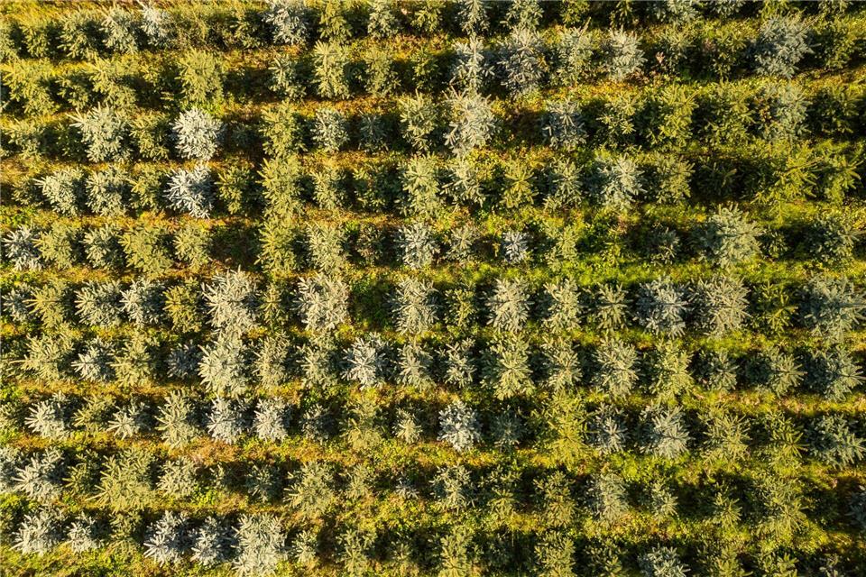 Frost, Trockenheit, höhere Kosten: Tannenbäume werden teurer Nordmanntannen sind die beliebtesten Weihnachtsbäume in Deutschland, doch auch Blaufichten wie hier in Sachsen zieren zum Fest manche Stube.Robert Michael/dpa