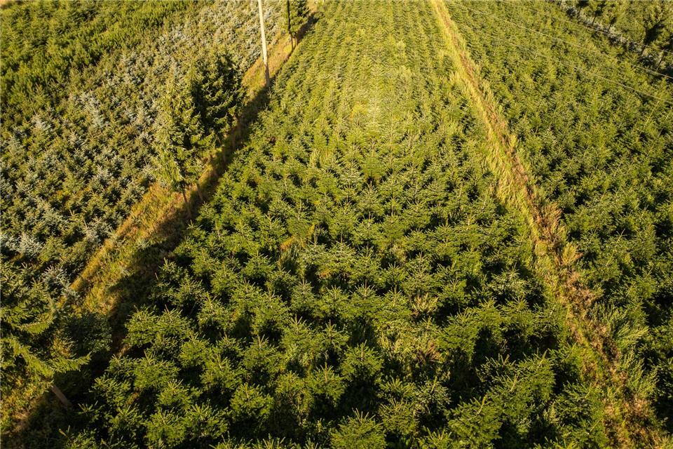 Frost, Trockenheit, höhere Kosten: Tannenbäume werden teurer Nordmanntannen wachsen in einer Plantage in Sachsen zu Weihnachtsbäumen heran.Robert Michael/dpa