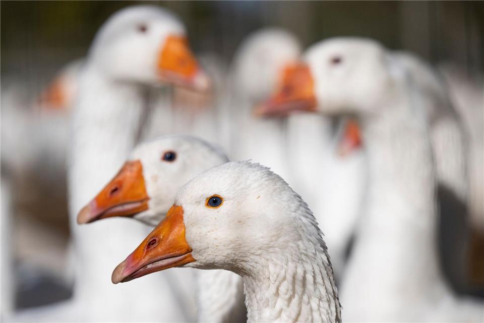 Bauer Nils und seine Gänse: Ein Hof in Vogelgrippe-Zeiten  Normalerweise dürften die Gänse auf dem Hof der Manns tagsüber auf die Wiese.Boris Roessler/dpa