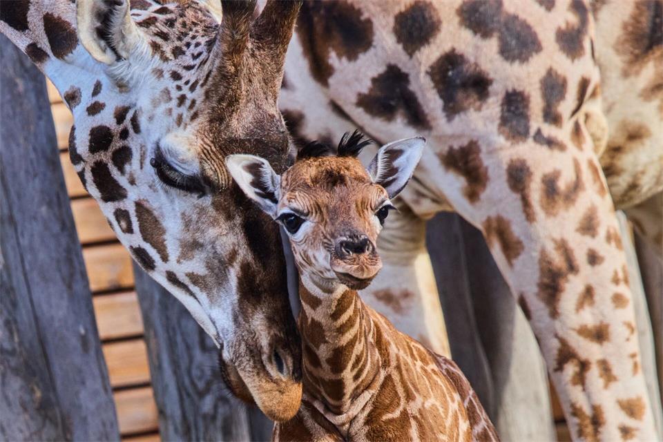 Nubische Giraffen gehören zu den stark bedrohten Tierarten.Jens Büttner/dpa