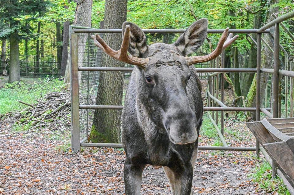 Nun ist er wieder im Wildpark Pforzheim: Elch Erwin. Jason Tschepljakow/dpa