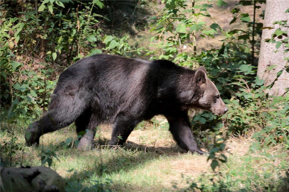 Nun kann sich das Braunbär-Pärchen in Ruhe von den Strapazen der Reise erholen. (Archivbild)Oliver Berg/dpa