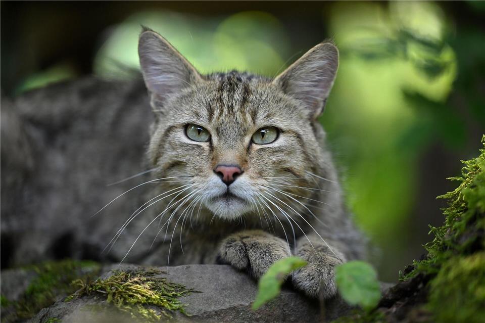 Nur auf den ersten Blick kann man die Wildkatze mit einer Hauskatze verwechseln. Tatsächlich ist sie kräftiger - und vor allem sehr scheu. (Archivbild)Martin Schutt/dpa