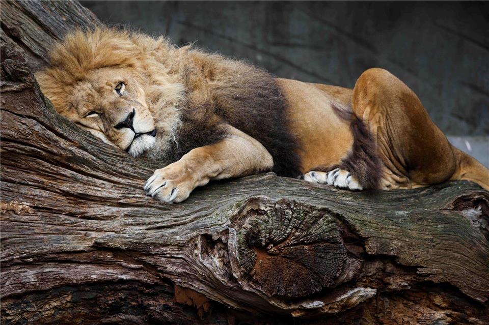 Nur drei Monate nach dem Tod von Löwendame Tembesi wurde nun auch ihr Sohn Nawiri eingeschläfert. (Archivfoto)Christian Charisius/dpa