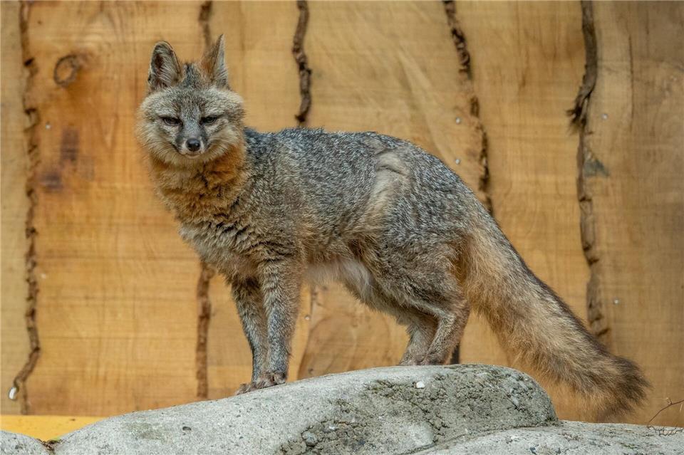 Nur ein weiterer Tierpark hat laut Zoo Neunkirchen diese Tierart im Bestand. Heribert Brende/Zoo Neunkirchen/dpa