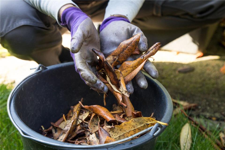 Nur geeignete Gartenabfälle wie Laub gehören auf den Kompost.Christin Klose/dpa-tmn