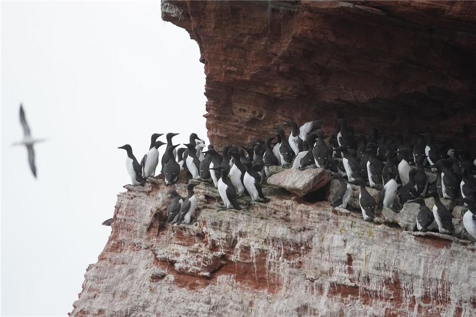 Nur hier brüten in Deutschland alle fünf Hochseevogelarten Trottellumme, Basstölpel, Dreizehenmöwe, Eissturmvogel und Tordalk. (Archivbild)Marcus Brandt/dpa