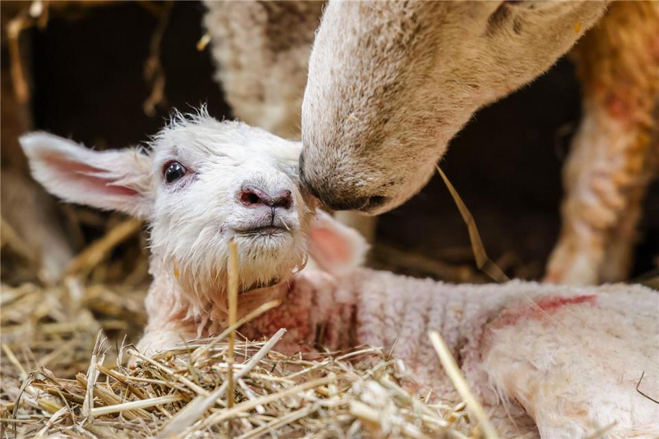 Nur in Bayern und Baden-Württemberg gibt es mehr Schafe als in Schleswig-Holstein. Frank Molter/dpa