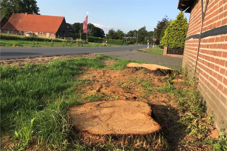 Nur noch die Baumstümpfe sind von den beiden gefällten Eichen an der Marienthaler Straße zu sehen.