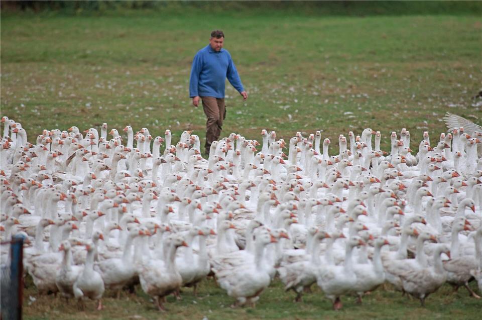 Hat jeder etwas Gans auf dem Teller? Nur sehr wenige Betriebe in Sachsen-Anhalt züchten Gänse. Matthias Bein/dpa