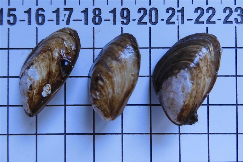 Nur wenige Zentimeter groß, aber ein großes Problem für das Ökosystem heimischer Seen: Die invasive Quaggamuschel.Ruhrverband/dpa