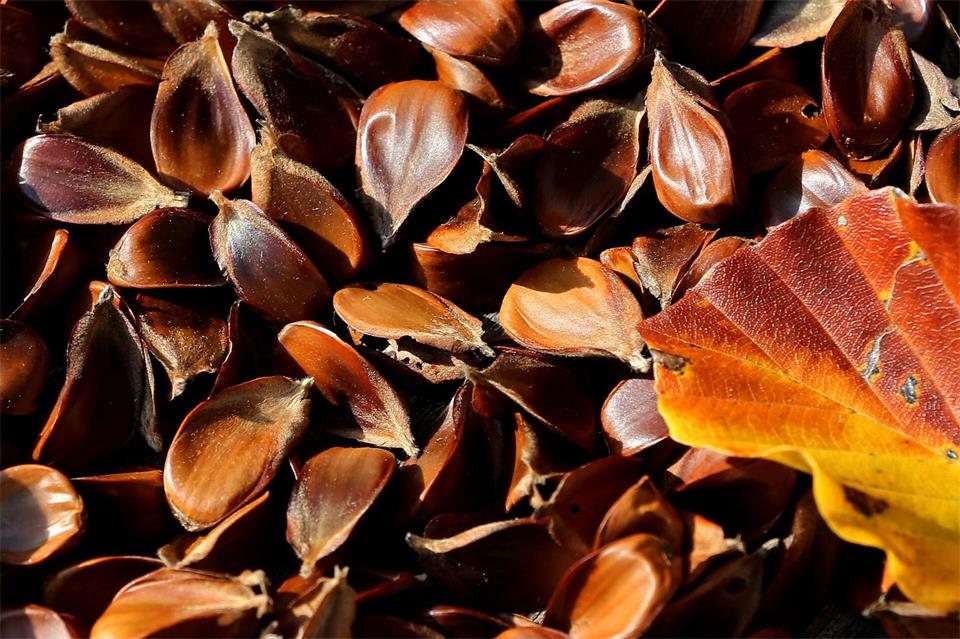 Nussiges Aroma: Geröstete Bucheckern eignen sich als Topping für Salate, Suppen oder Müslis.Karl-Josef Hildenbrand/dpa