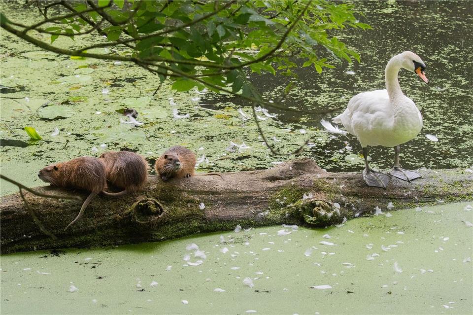 Nutrias haben sich stark ausgebreitet. Ihre Zahl soll reduziert werden. (Archivbild)Julian Stratenschulte/dpa