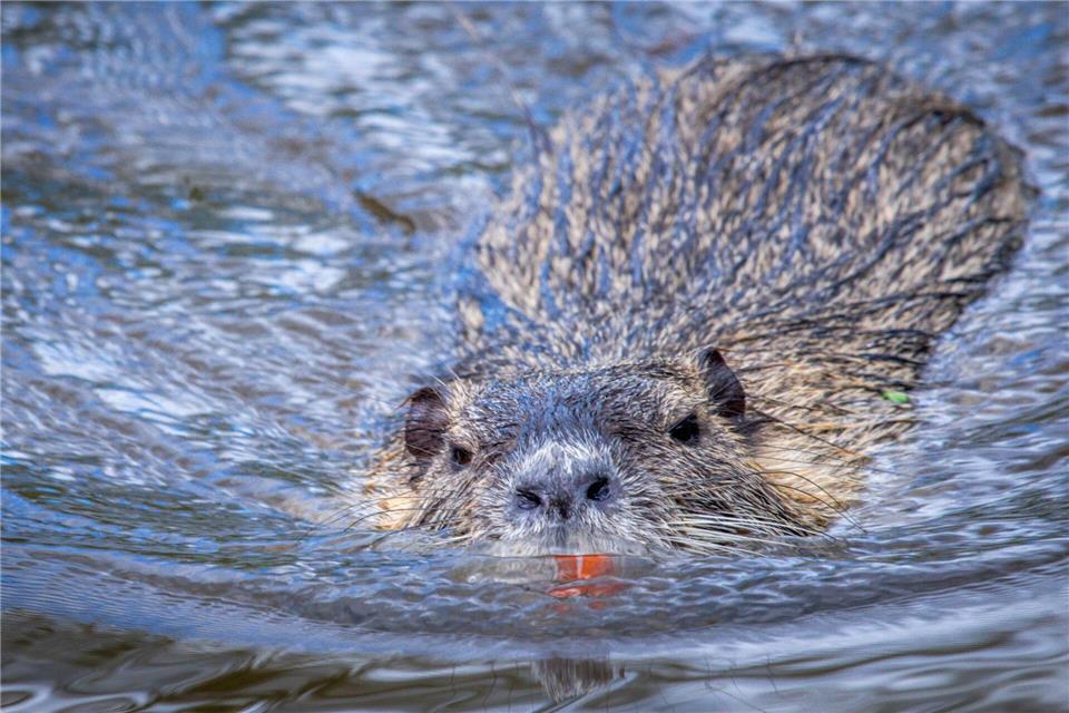 Nutrias vermehren sich schnell. (Archivbild)Jens Büttner/dpa