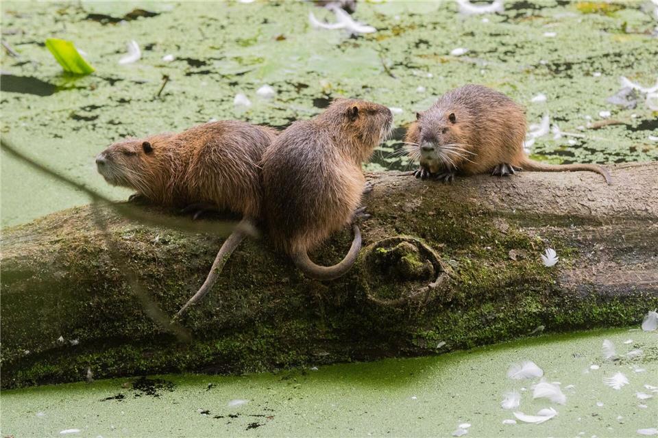 Nutrias werden intensiv bejagt. (Archivbild) Julian Stratenschulte/dpa