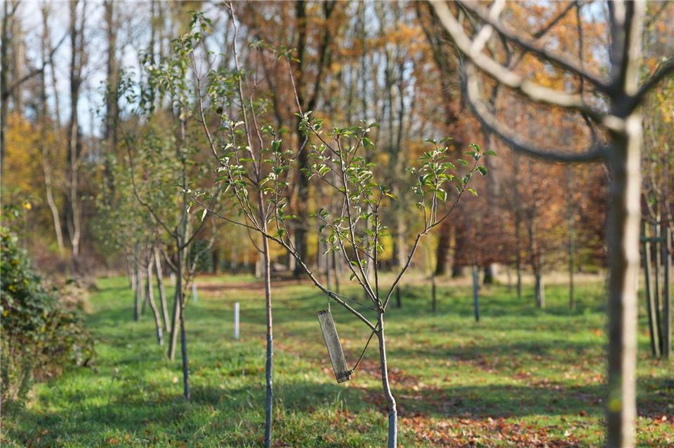 Ob 50 Cent, Apache 207, Helene Fischer, Hans Zimmer, Udo Lindenberg oder Lionel Richie - sie alle sind Paten für einen Baum im Fame Forest. (Archivbild)Marcus Brandt/dpa