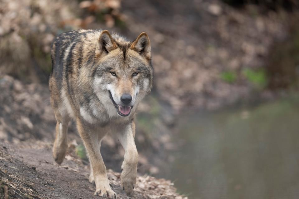 Ob ein Wolf die Schafe getötet hat, sollen die Untersuchungen des Instituts ergeben.