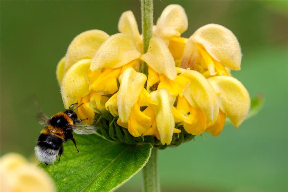 Ob im Garten oder Park: Bundesweit wird zum Zählen von Hummeln aufgerufen. (Archivbild)Thomas Banneyer/dpa