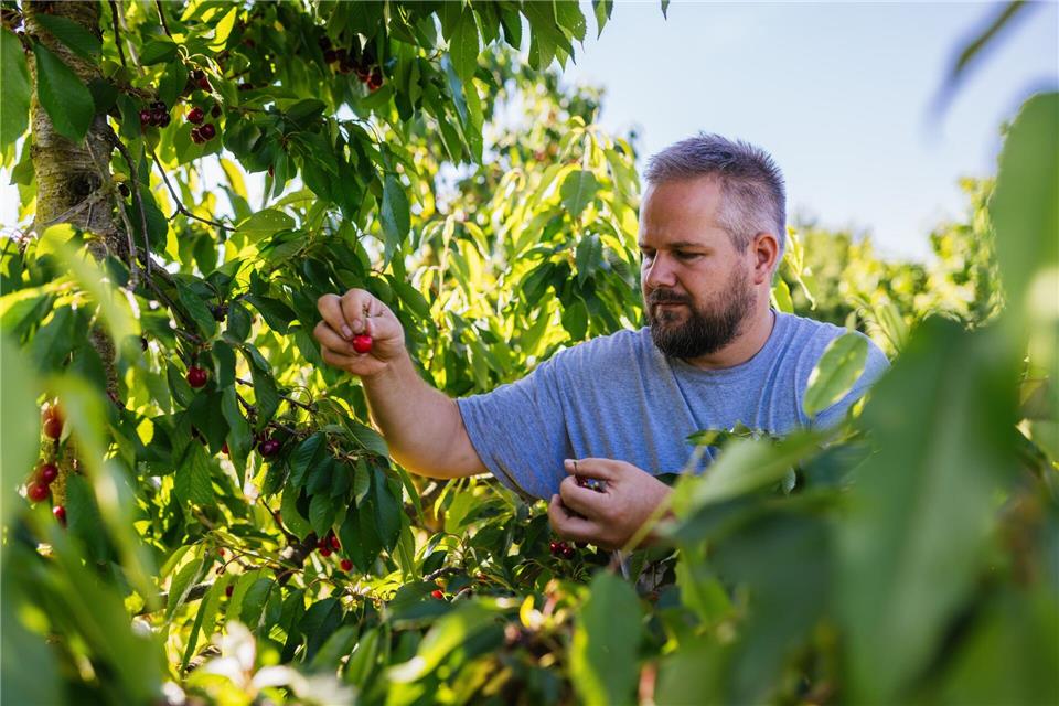 Obstbauer Max Hagin vom Landesverband Erwerbsobstbau Baden-Württemberg erntet seine Kirschen in Weil am Rhein-Haltingen. Philipp von Ditfurth/dpa