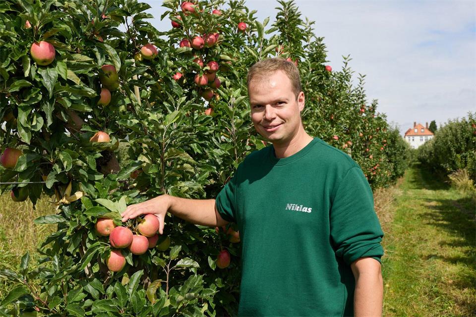 Obstbauer Niklas Eckhoff steht in seiner Apfelplantage vor einem Baum der Sorte Gala.Georg Wendt/dpa
