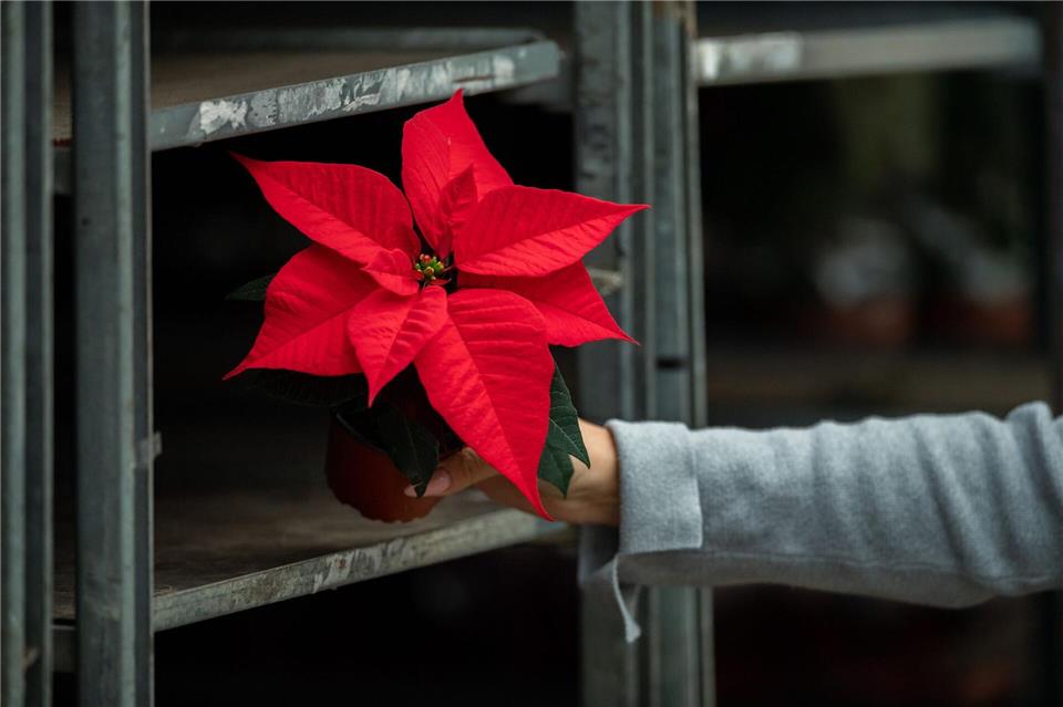 Obwohl die Produktion gesunken ist, steht der Weihnachtsstern weiter auf Platz eins der in Niedersachsen erzeugten Zimmerpflanzen. (Symbolbild)Mohssen Assanimoghaddam/dpa