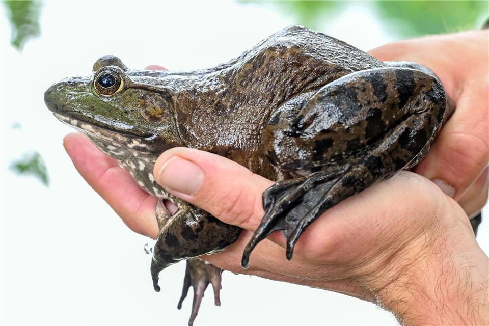 Ochsenfrösche sind deutlich größer als heimische Frösche. (Archivbild)Uli Deck/dpa