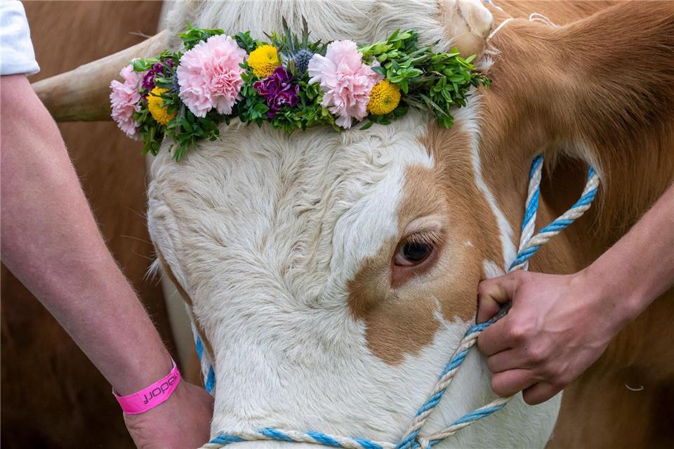 Ochsenrennen sorgen für große Gaudi unter den Zuschauern. (Archivbild)Peter Kneffel/dpa