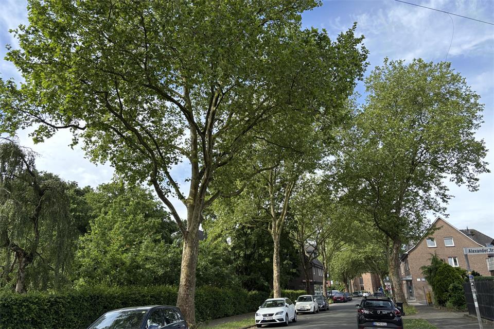 Öffentliche Bäume wie diese Platanen an der Marbecker Straße sind kein Fall für die Baumschutzsatzung: über die zukunft solcher Bäume entscheidet weiter die Politik.