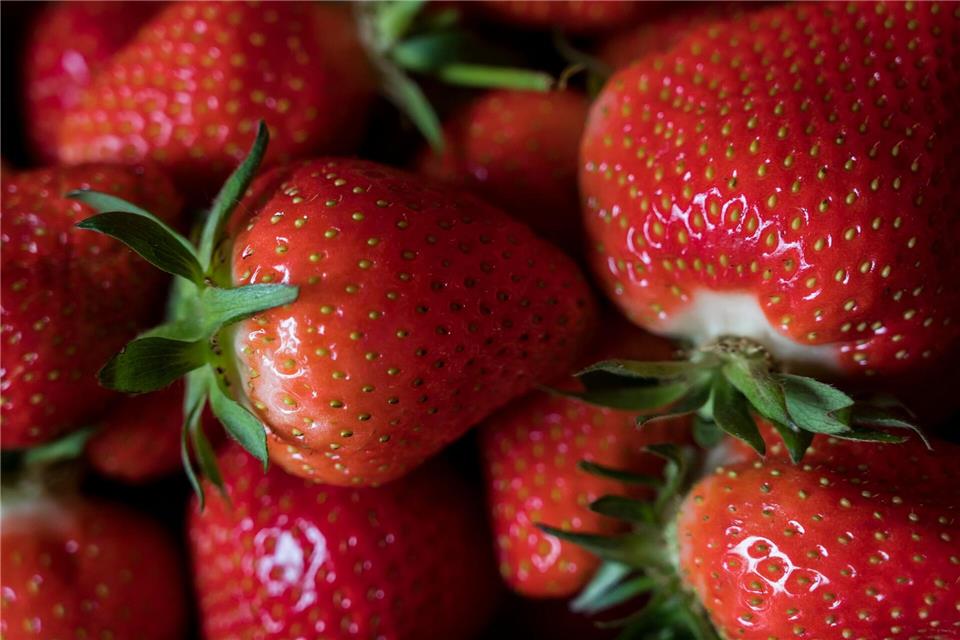 Offizieller Start für die Erdbeer-Saison ist im Mai, aber schon jetzt gibt es die Chance auf erste heimische Früchtchen. (Symbolbild) Jens-Ulrich Koch/dpa-Zentralbild/dpa