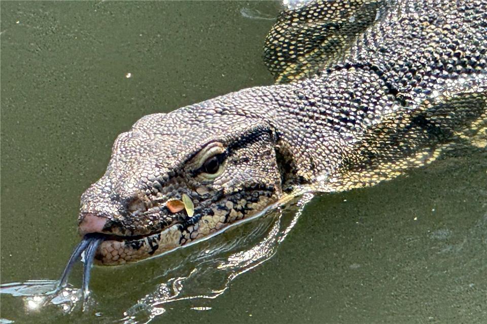 Oft lassen die Riesenechsen ihre dunkle, gespaltene Zunge hervorschnellen.Carola Frentzen/dpa