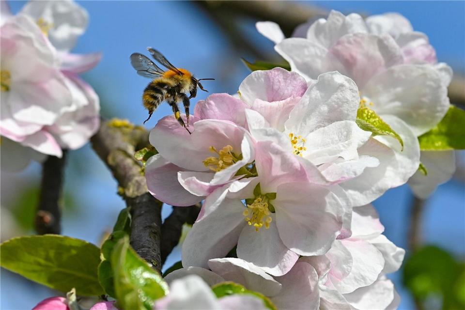 Ohne Bienen und andere Insekten würden viele heimische Obst- und Gemüsearten keine Nahrungsmittel mehr liefern. (Archivbild)Patrick Pleul/dpa/ZB