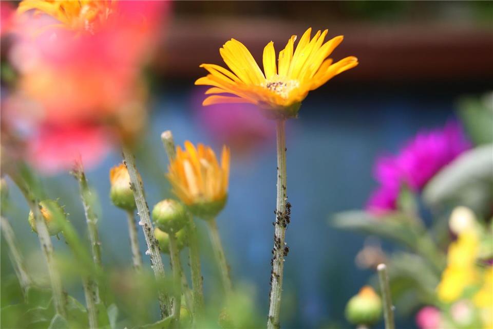 Ohne Chemie: Gegen Blattläuse helfen auch Florfliegen- oder Schwebfliegenlarven.Karl-Josef Hildenbrand/dpa-tmn