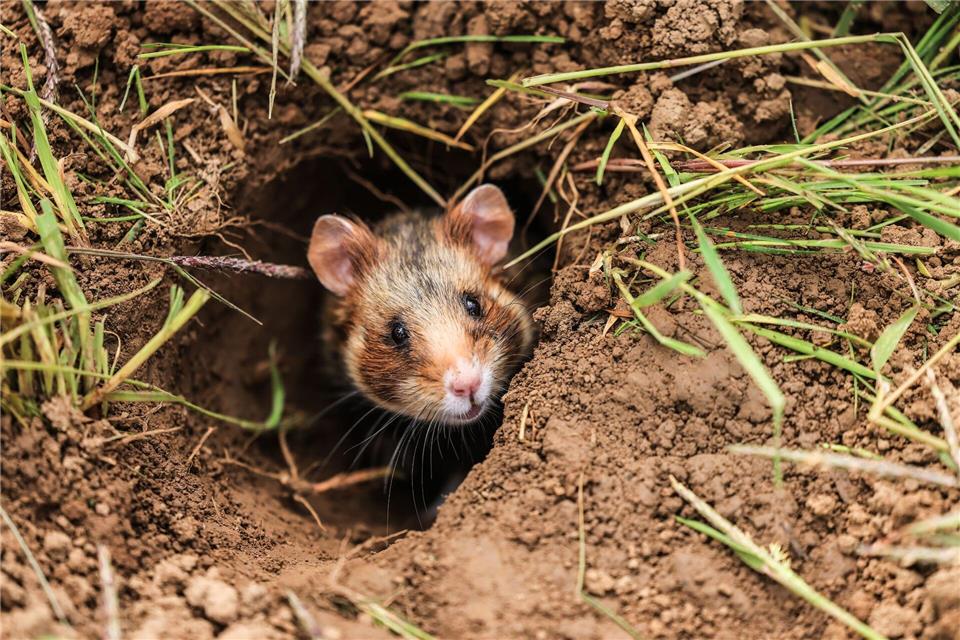 Ohne Deckung und Nahrung geht es nicht für den Feldhamster. In einem Schutzgebiet in Mainz wird ihm genau das geboten - mit Erfolg. (Archivbild)Oliver Berg/dpa