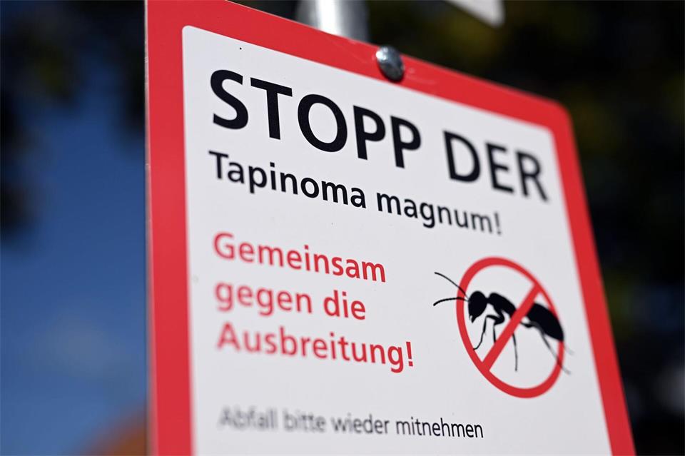 Ohne Engagement von Bürgern und Bürgerinnen ist der Kampf gegen die eingeschleppte Ameise noch schwerer.Uli Deck/dpa