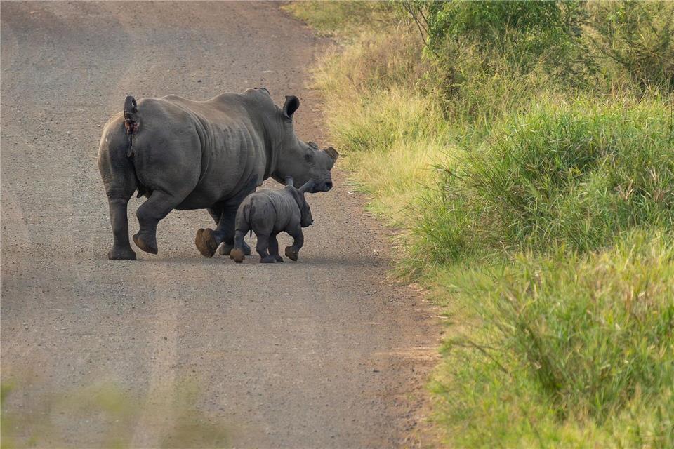 Ohne Horn werden die Tiere seltener von Wilderern getötet. (Handout)Tim Kuiper/Greater Kruger Environmental Protection Foundation/dpa